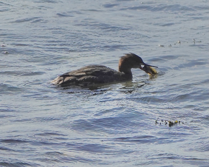 merganser